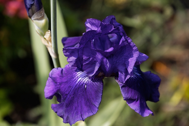 Jardin des Impressionnistes-MAI14-038